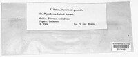 Physoderma butomi image